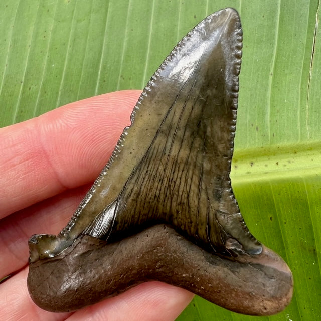 Florida Fossil Auriculatus Shark Tooth – Primitive Past